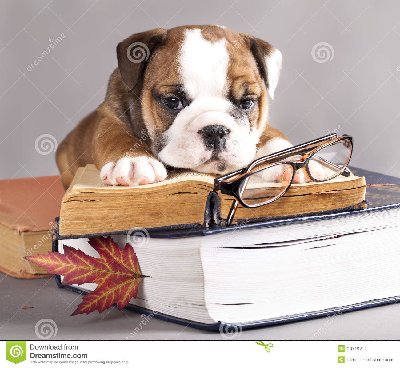 Study Bulldog